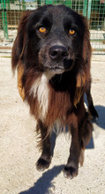 MERKUR, Hund, Mischlingshund in Kroatien - Bild 2