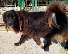 MERKUR, Hund, Mischlingshund in Kroatien - Bild 3