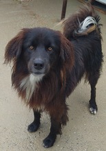 MERKUR, Hund, Mischlingshund in Kroatien - Bild 7