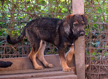 NICU, Hund, Mischlingshund in Rumänien - Bild 1