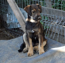 NICU, Hund, Mischlingshund in Rumänien - Bild 2