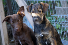 NICU, Hund, Mischlingshund in Rumänien - Bild 4