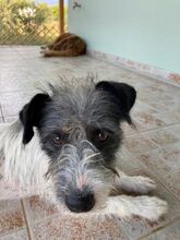 BONJOVI, Hund, Mischlingshund in Griechenland - Bild 13