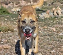 FLORIAN, Hund, Mischlingshund in Spanien