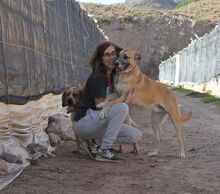 FLORIAN, Hund, Mischlingshund in Spanien - Bild 11