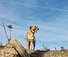 FLORIAN, Hund, Mischlingshund in Spanien - Bild 12