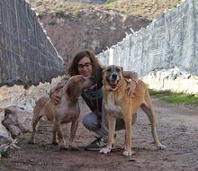 FLORIAN, Hund, Mischlingshund in Spanien - Bild 18