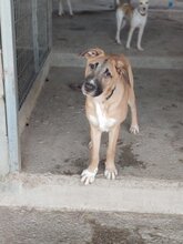 FLORIAN, Hund, Mischlingshund in Spanien - Bild 19