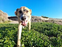 FLORIAN, Hund, Mischlingshund in Spanien - Bild 2