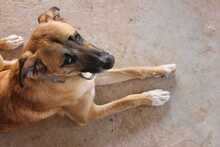 FLORIAN, Hund, Mischlingshund in Spanien - Bild 20