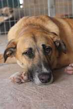 FLORIAN, Hund, Mischlingshund in Spanien - Bild 27