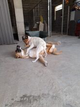FLORIAN, Hund, Mischlingshund in Spanien - Bild 29