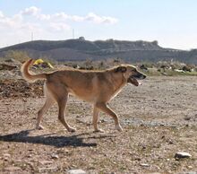 FLORIAN, Hund, Mischlingshund in Spanien - Bild 3