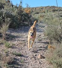 FLORIAN, Hund, Mischlingshund in Spanien - Bild 4