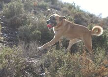 FLORIAN, Hund, Mischlingshund in Spanien - Bild 5