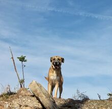 FLORIAN, Hund, Mischlingshund in Spanien - Bild 6