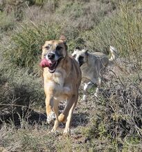 FLORIAN, Hund, Mischlingshund in Spanien - Bild 7