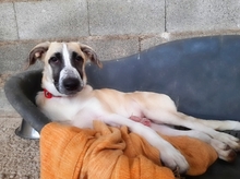 FINJA, Hund, Mischlingshund in Spanien