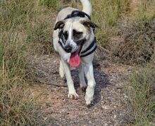FINJA, Hund, Mischlingshund in Spanien - Bild 13