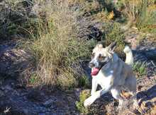 FINJA, Hund, Mischlingshund in Spanien - Bild 14
