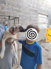 FINJA, Hund, Mischlingshund in Spanien - Bild 15