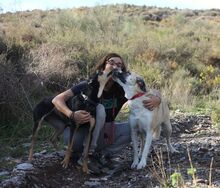 FINJA, Hund, Mischlingshund in Spanien - Bild 16