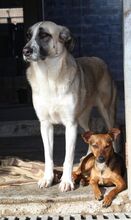 FINJA, Hund, Mischlingshund in Spanien - Bild 18