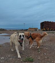 FINJA, Hund, Mischlingshund in Spanien - Bild 2