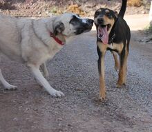 FINJA, Hund, Mischlingshund in Spanien - Bild 3