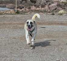 FINJA, Hund, Mischlingshund in Spanien - Bild 4