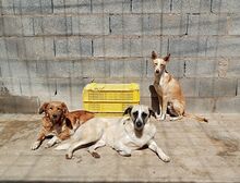FINJA, Hund, Mischlingshund in Spanien - Bild 5