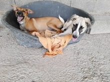 FINJA, Hund, Mischlingshund in Spanien - Bild 7