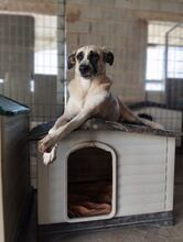 FINJA, Hund, Mischlingshund in Spanien - Bild 9