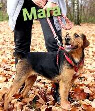 MARA, Hund, Terrier-Mix in Kroatien - Bild 1