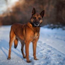 RICCO, Hund, Malinois in Slowakische Republik - Bild 2
