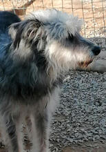 SILVER, Hund, Mischlingshund in Portugal - Bild 4