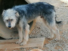SILVER, Hund, Mischlingshund in Portugal - Bild 5