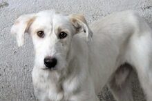 FUYUR, Hund, Mischlingshund in Spanien - Bild 1