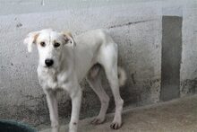 FUYUR, Hund, Mischlingshund in Spanien - Bild 2