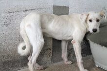 FUYUR, Hund, Mischlingshund in Spanien - Bild 3