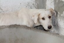 FUYUR, Hund, Mischlingshund in Spanien - Bild 4