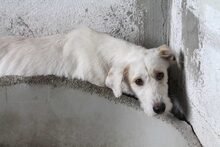 FUYUR, Hund, Mischlingshund in Spanien - Bild 5