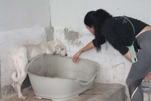 FUYUR, Hund, Mischlingshund in Spanien - Bild 6