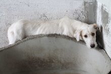 FUYUR, Hund, Mischlingshund in Spanien - Bild 7