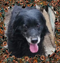STANLEY, Hund, Mischlingshund in Rumänien - Bild 1