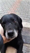 STANLEY, Hund, Mischlingshund in Rumänien - Bild 10