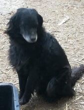 STANLEY, Hund, Mischlingshund in Rumänien - Bild 11