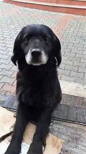 STANLEY, Hund, Mischlingshund in Rumänien - Bild 15