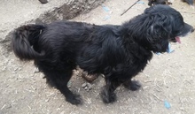 STANLEY, Hund, Mischlingshund in Rumänien - Bild 16