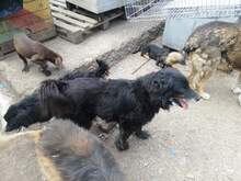 STANLEY, Hund, Mischlingshund in Rumänien - Bild 17